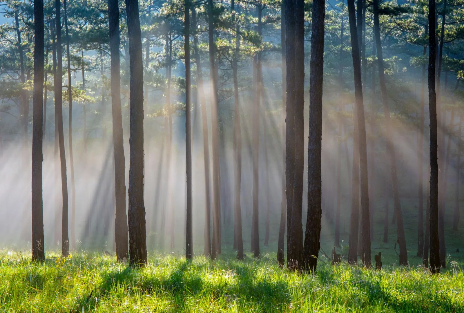 Sunbeams through a pine forest near Da Lat